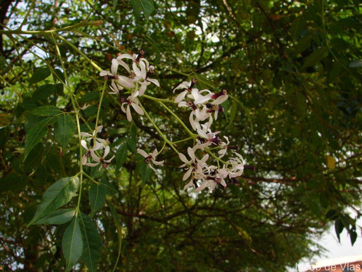 Melia azedarach L.